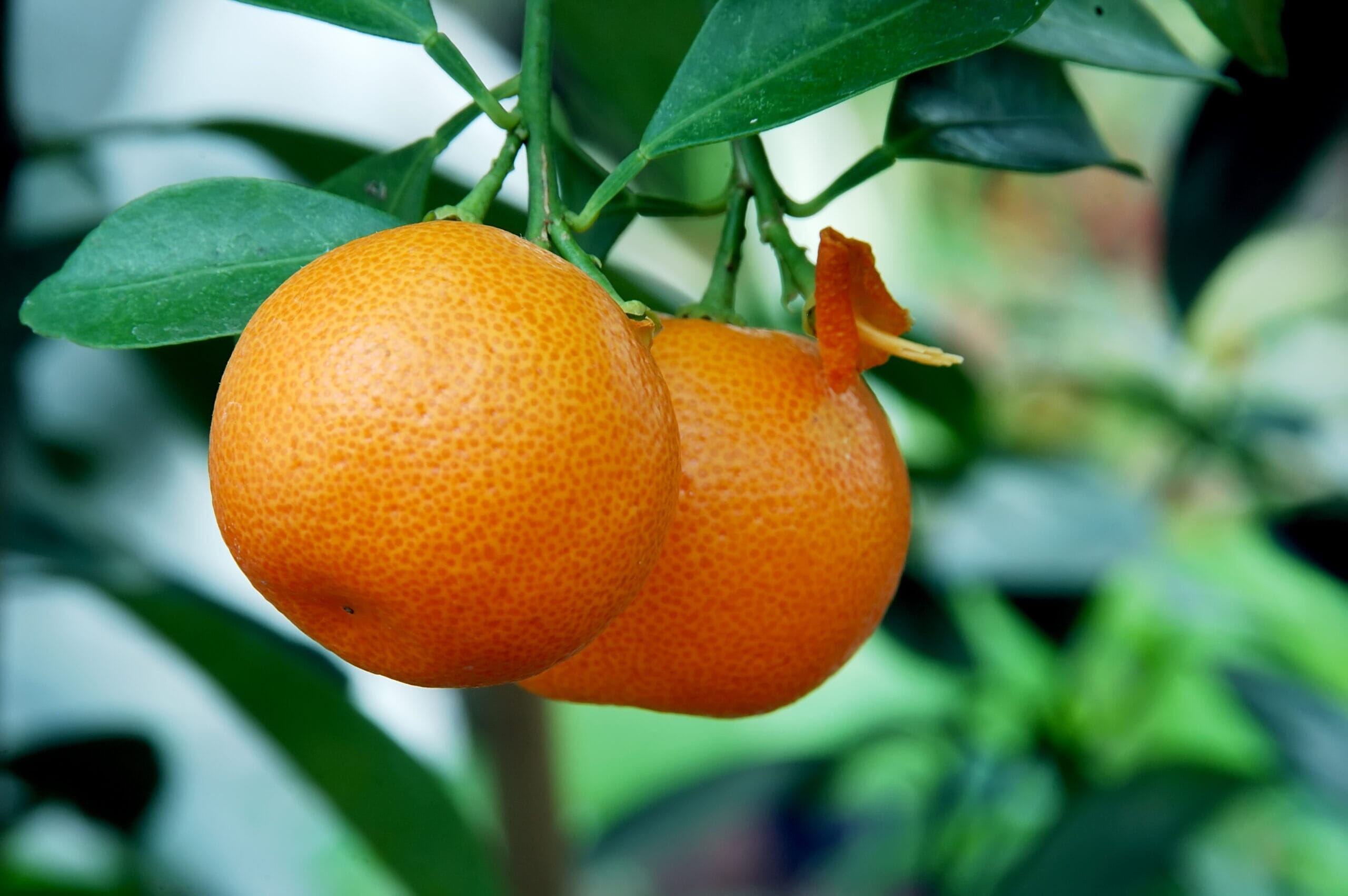 Two ripe, orange tangerines hang from a green leafy branch, one with its peel slightly lifted—perfect for adding a zesty touch to Big Mama's Calamondin Vinaigrette. The background is softly blurred in green hues.